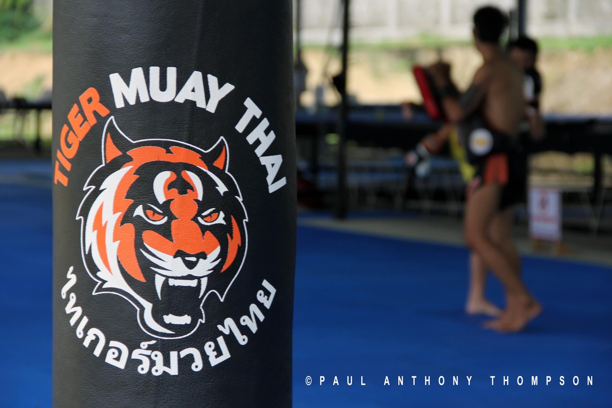 Tiger Muay Thai And Mma Training Camp S Chiang Mai Camp Going Full Steam Ahead Tiger Muay Thai